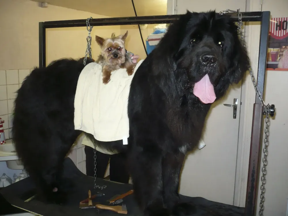 toilettage terre neuve