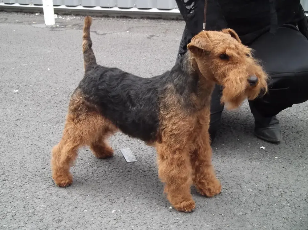 toilettage fox terrier