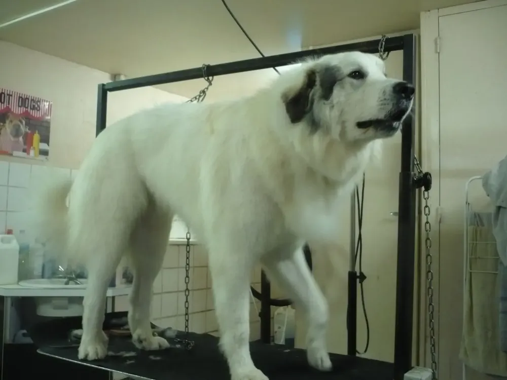 toiletteur canin à Binic-Étables-sur-Mer