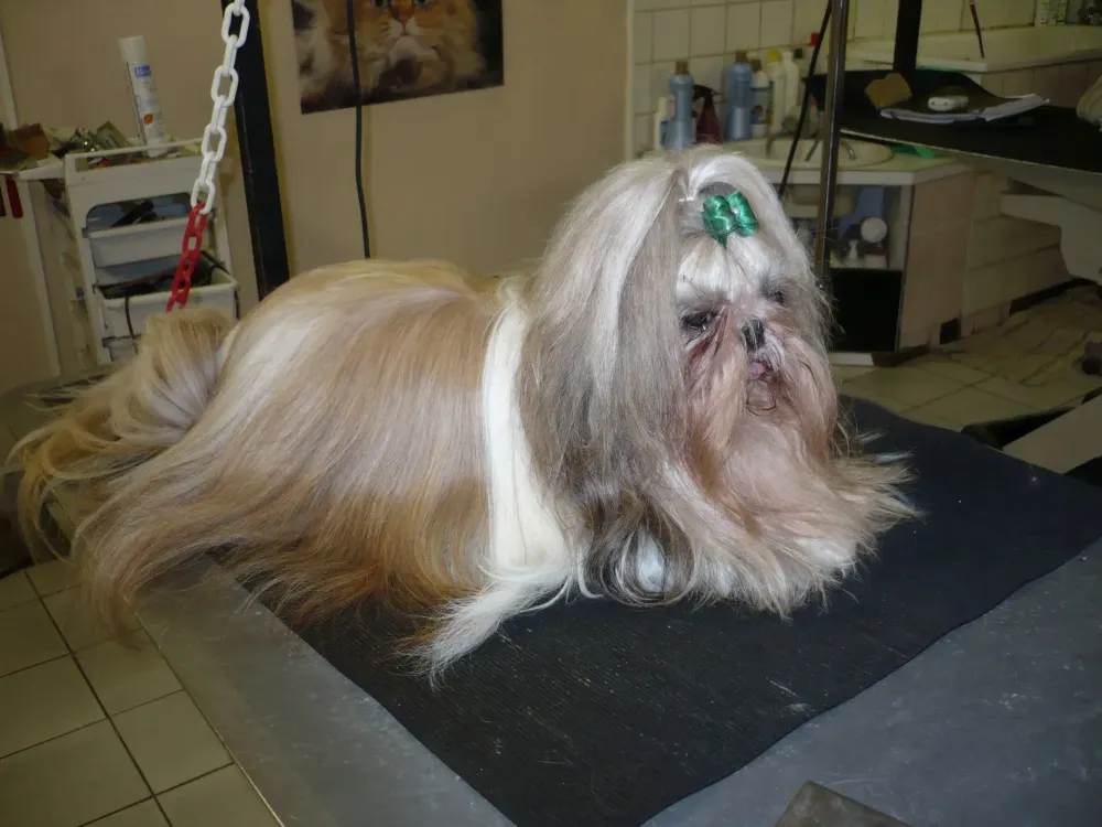 toilettage chien à poils longs