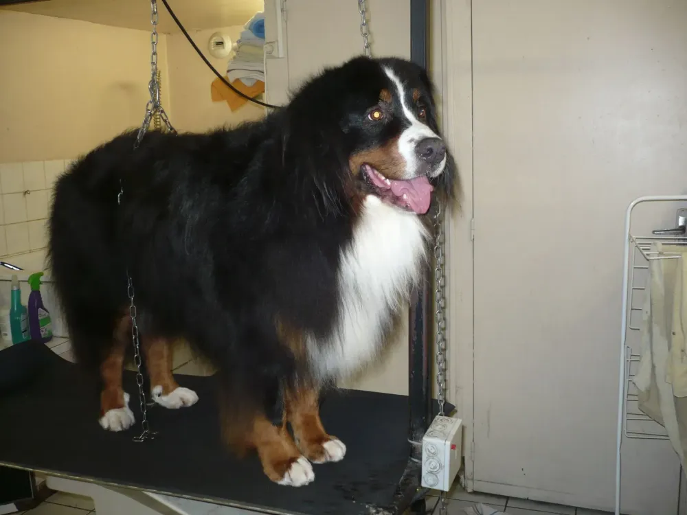 toiletteur chien à Binic-Étables-sur-Mer