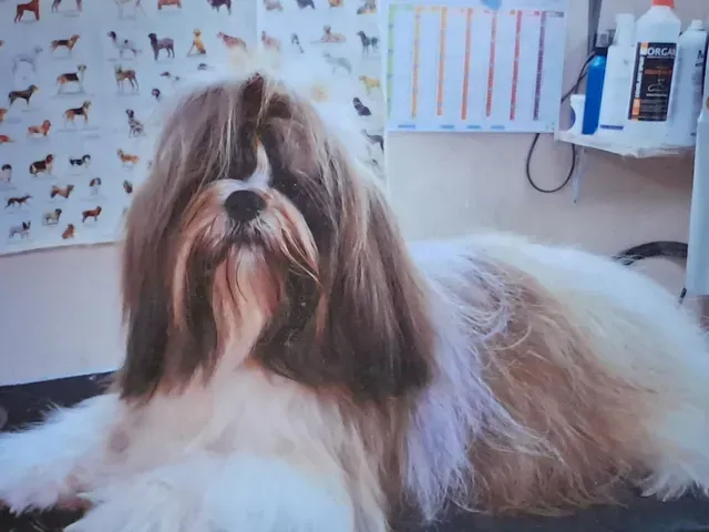 toilettage à Binic-Étables-sur-Mer