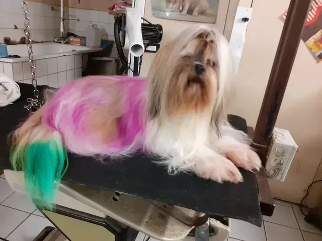 tonte chien à Binic-Étables-sur-Mer