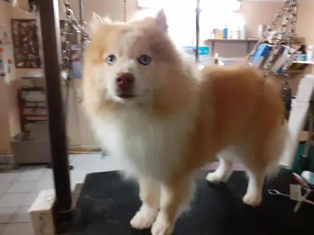 toiletteur à Binic-Étables-sur-Mer