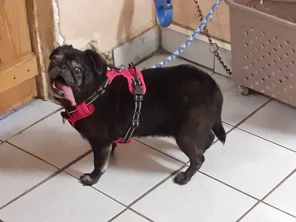 entretien chien à Binic-Étables-sur-Mer